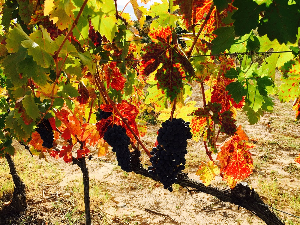 vinhos da Rioja