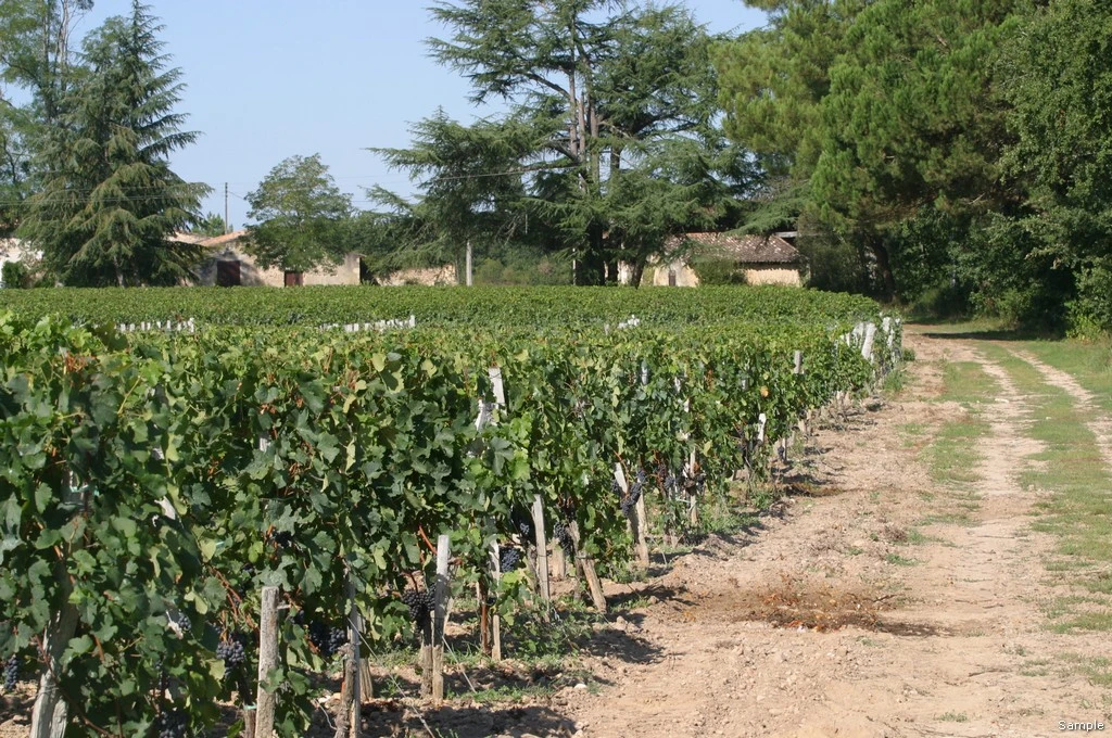 Vinhas do Château Haura, de Denis Dubourdieu