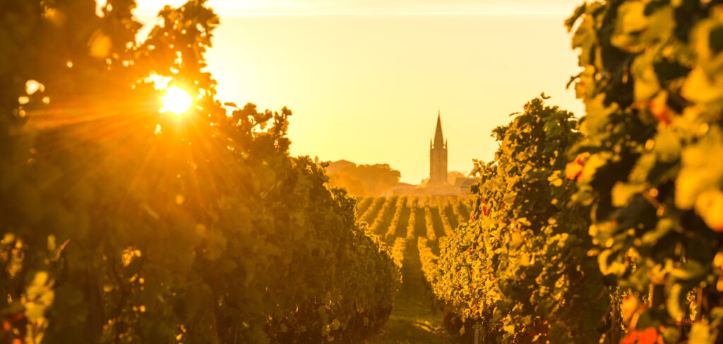 Vinhedo em Saint-Emilion, Bordeaux