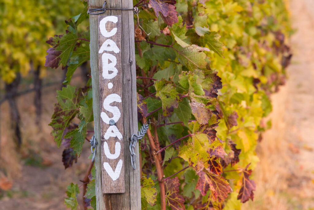 Vinhedo de Cabernet Sauvignon