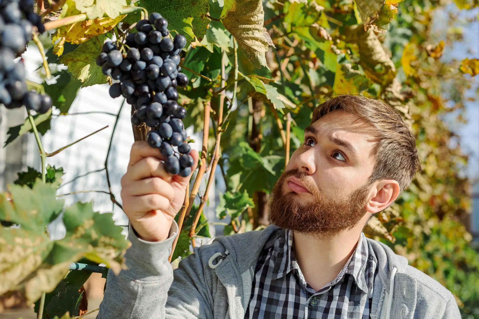 Cabernet Sauvignon