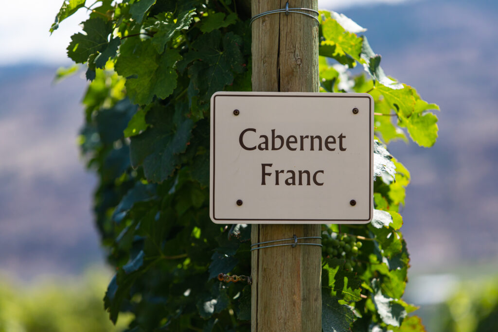 Vinhedo de Cabernet Franc 