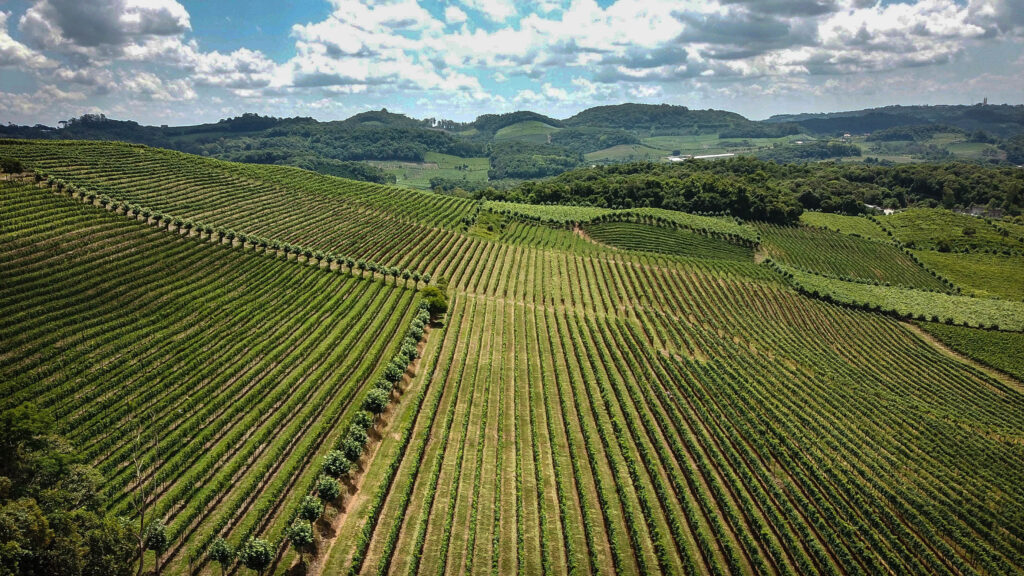 Vinhedo em Bento Gonçalves, na Serra Gaúcha