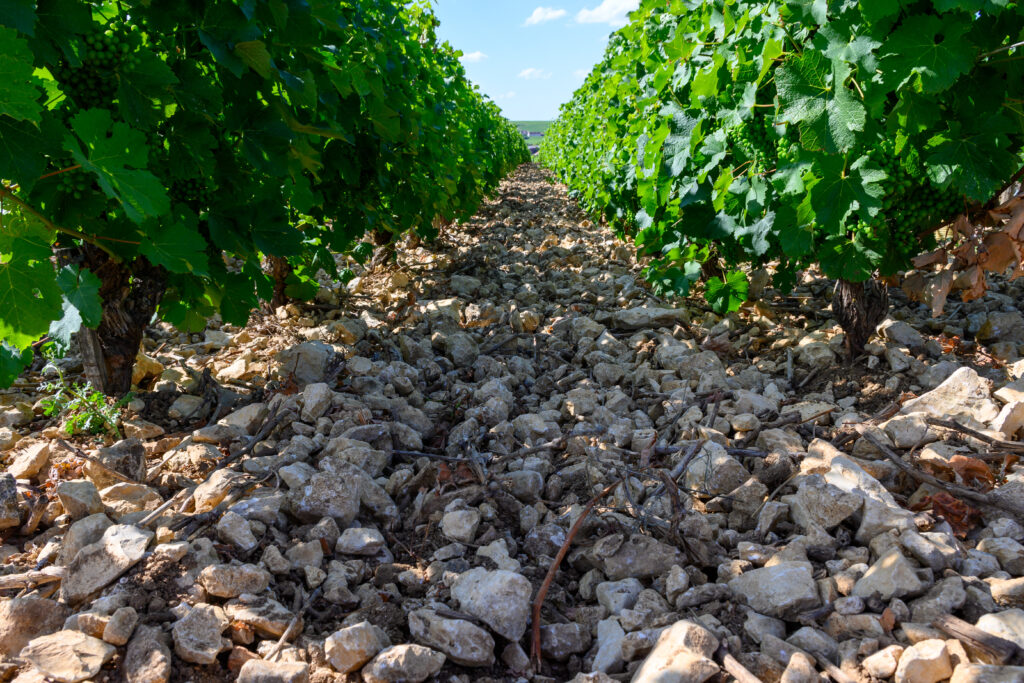 vinhedo no Vale do Loire
