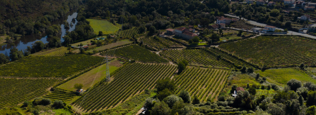Vinhedo da Barco Wines, na região dos Vinhos Verdes