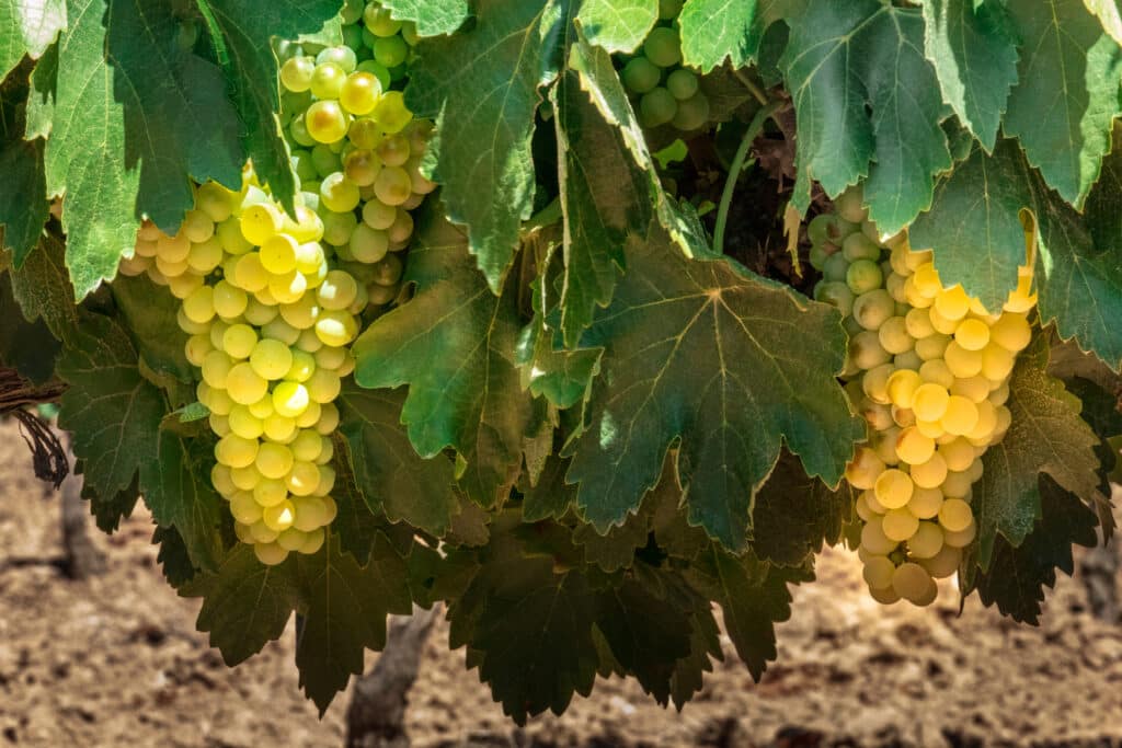  uvas Airén